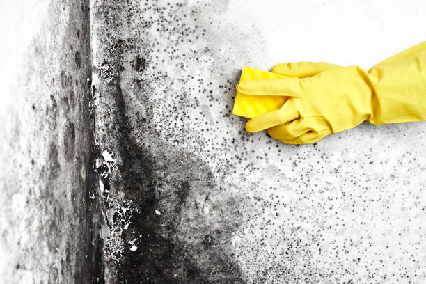 Best Attic Mold Removal  in Point Pleasant, NJ