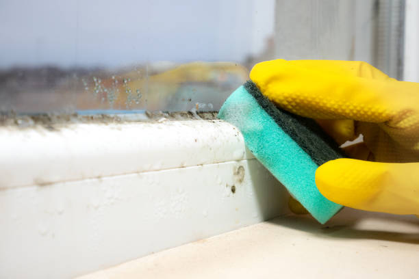 Best Certified Mold Removal  in Point Pleasant, NJ